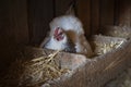 chicken hatching eggs. The lifestyle of the farm in the countryside, the hens are hatching eggs on a pile of straw in rural farms Royalty Free Stock Photo