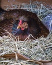 Chicken hatching eggs in nest Royalty Free Stock Photo