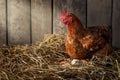 chicken hatching eggs in nest of straw inside a wooden henhouse Royalty Free Stock Photo