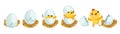 Chicken hatching stages. Gradual hatch of little chicken from egg. Easter mascot. Yellow fluffy bird birth. Domestic Royalty Free Stock Photo