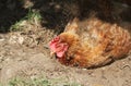 Free range Chicken having a dust bath.