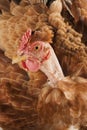 Chicken Head Royalty Free Stock Photo