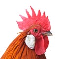 Chicken head Royalty Free Stock Photo