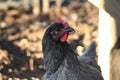 Chicken Head Close Up With A Blurred Background. Royalty Free Stock Photo