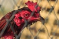 Chicken Head Close-Up Royalty Free Stock Photo