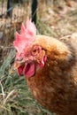 Chicken head red crest portrait in coop hens house at home garden Royalty Free Stock Photo