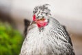 Chicken head with tuft. Silver-gray tint feathered bird.