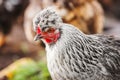 Chicken head with tuft. Silver-gray tint by Legbar breed Royalty Free Stock Photo