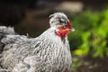 Chicken head with tuft. Silver-gray tint by Legbar breed Royalty Free Stock Photo