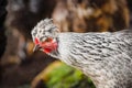 Chicken head with tuft. Silver-gray tint by Legbar breed Royalty Free Stock Photo