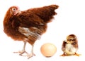 Chicken hen, chick and egg. Royalty Free Stock Photo