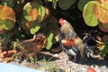 Chicken, hen and coak Royalty Free Stock Photo