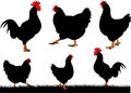Chicken - hen and Royalty Free Stock Photo