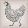 Chicken hen domestic bird farm meat animal poultry alive standing. Vector beautiful square closeup livestock agriculture sign Royalty Free Stock Photo