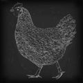 Chicken hen domestic bird farm meat animal poultry alive standing. Vector beautiful square closeup livestock agriculture sign Royalty Free Stock Photo