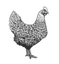 Chicken or hen drawn in vintage engraving or etching style. Farm poultry bird isolated on white background. Vector