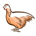 Chicken, hen hand drawn icon. Barnyard fowl. Hennery, poultry, eggs production. Domestic bird.