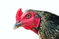 Chicken hen isolated. Royalty Free Stock Photo