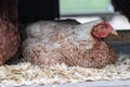 Chicken hen laying on eggs in nest box Royalty Free Stock Photo