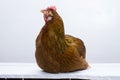 Chicken or Hen lying or roosting on a white weathered board Royalty Free Stock Photo