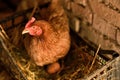 Chicken hen on nest Royalty Free Stock Photo