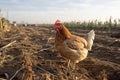 Chicken and hen, rooster, cock, poultry yard and chicken coop