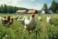 Chicken and hen, rooster, cock, poultry yard and chicken coop