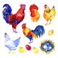 Chicken, hen, rooster, egg . Watercolor painting element isolated on white background. Royalty Free Stock Photo