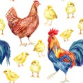 Chicken, hen, rooster. Watercolor painting Royalty Free Stock Photo