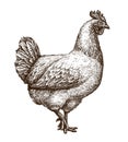 Chicken, hen sketch. Poultry farm concept. Drawn vintage vector illustration Royalty Free Stock Photo