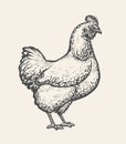 Chicken, hen sketch. Poultry farm, farming concept. Vintage vector illustration Royalty Free Stock Photo