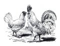 Chicken and Hen vintage Farm animal sketch illustration. / Antique engraved illustration from from La Rousse XX Sciele