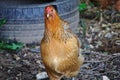 Chicken - Hen Royalty Free Stock Photo