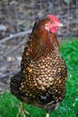 Chicken - Hen Royalty Free Stock Photo