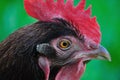 Chicken - Hen Royalty Free Stock Photo
