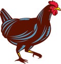 Chicken Hen Walking Side Woodcut