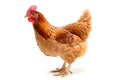 Chicken hen on white background.