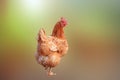 chicken hens standing isolated background