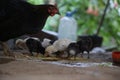 A chicken with her offspring, black and white colored chicks Royalty Free Stock Photo