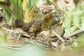 Chicken is hiding in a garden to be not food.