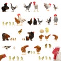 Chicken histories