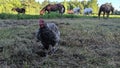 Chicken and Horses on Pastoral Farm at Dusk