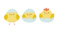 Chicken icon set. A sweet yellow Easter chickens is sitting waiting for Easter. Vector illustration in simple flat style Royalty Free Stock Photo