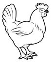 Chicken illustration