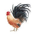 Chicken illustration watercolor painting.Watercolor hand painted.illustration of a Chicken isolated.