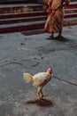 Chicken inside Batu Caves near Kuala Lumpur, Malaysia.