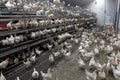 Chicken inside organic egg farm Royalty Free Stock Photo