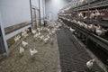 Chicken inside organic egg farm Royalty Free Stock Photo