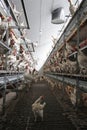 Chicken inside organic egg farm Royalty Free Stock Photo