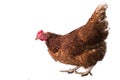 Chicken - isolated Royalty Free Stock Photo